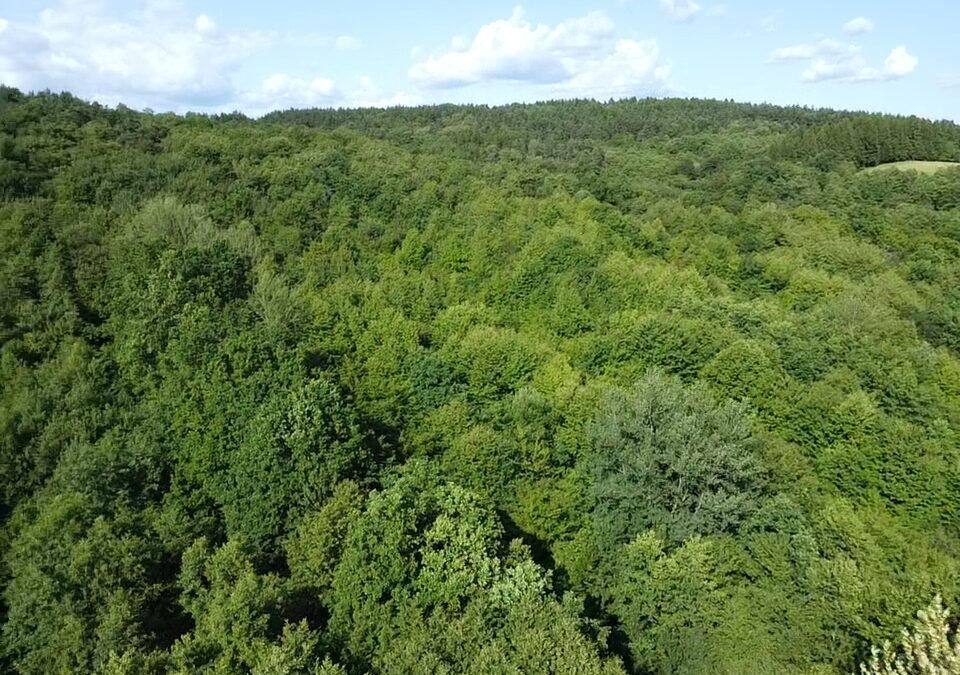 Działka rolno – leśna w miejscowości Pisarowce